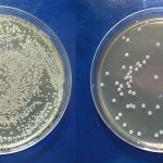 Ossido di grafene: possibile futuro utilizzo contro i batteri del cavo orale