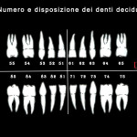 Dai denti decidui alla dentizione permanente: momenti chiave numerazione denti decidui dentizione permanente