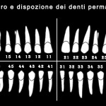 Numerazione dentale: una convenzione indispensabile numerazione dentale numerazione denti permanenti