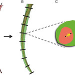 L’uso di EDTA in endodonzia interferisce sull’incidenza di crack dentinali e dei trasporti canalari e foraminali?