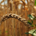 Celiachia: salute orale e capacità salivare nella dieta senza glutine celiachia-salute-orale-dieta-senza-glutine