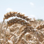 Manifestazioni orali della celiachia e della sindrome di Sjogren celiachia sindrome di sjogren