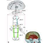 La disestesia occlusale (phantom bite)