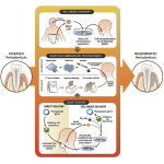 Tecniche di terapia cellulare nella rigenerazione parodontale e implantare