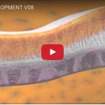Tooth development and embryogenesis tooth development embryogenesis