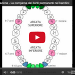 Caratteristiche e passaggio dai denti decidui alla dentizione mista dentizione mista denti decidui