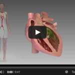 La profilassi dell’endocardite batterica in odontoiatria DM_il dentista moderno_profilassi endocardite Batterica_odontoiatria