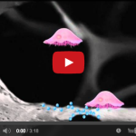 Bifosfonati: sono tante le linee guida ufficiali e le raccomandazioni DM_il dentista moderno_bifosfonati le linee guida e raccomandazioni_