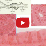 Anatomia microscopica delle ghiandole salivari maggiori DM_il dentista moderno_ghiandole salivari maggiori anatomia