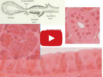 DM_il dentista moderno_ghiandole salivari maggiori anatomia