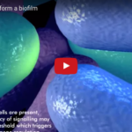 Proprietà antibatteriche dei materiali da otturazione dm_il-dentista-moderno_batteri_biofilm_otturazione_carie-secondarie