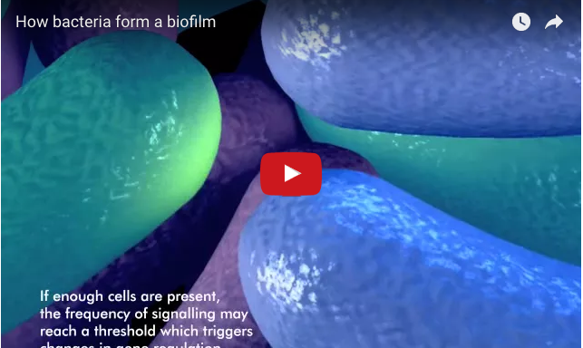 dm_il-dentista-moderno_batteri_biofilm_otturazione_carie-secondarie