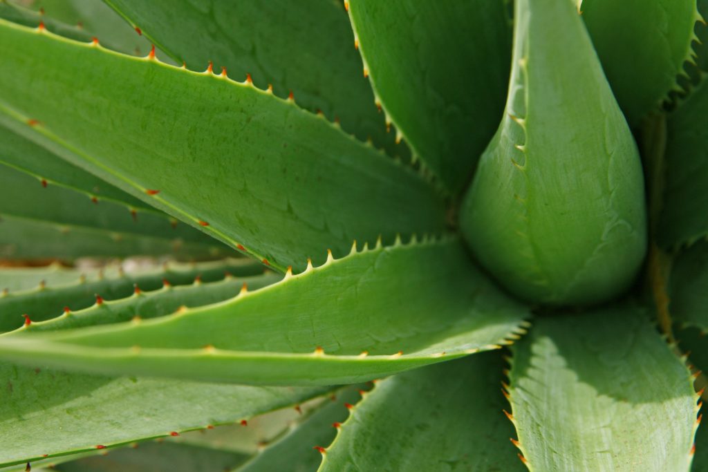 dm_il-dentista-moderno_gengivite-aloe-vera
