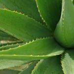 Uso dell’acemannano, derivato dall’Aloe vera, nel guarigione dell’alveolo postestrattivo dm_il-dentista-moderno_gengivite-aloe-vera