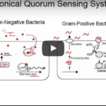 Quorum quenching: l’inibizione del quorum sensing DM_il dentista moderno_Quorum quenching_quorum sensing