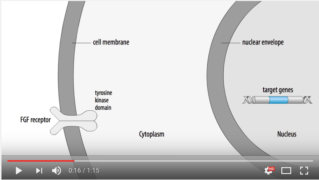 DM_il dentita moderno_ Utilizzo di fattori di crescita fibroblastici nella rigenerativa parodontale