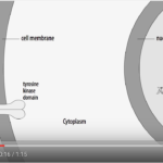 Utilizzo di fattori di crescita fibroblastici nella rigenerativa parodontale DM_il dentita moderno_ Utilizzo di fattori di crescita fibroblastici nella rigenerativa parodontale
