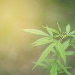 Consumo di cannabis: fattore di rischio della malattia parodontale? DM_il-dentista-moderno_cannabis-e-salute-orale.jpg