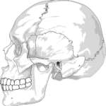 Considerazioni anatomiche per implantologia orale