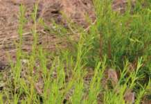 Principi di ricerca clinica in odontoiatria comprendere l’evidence-based dentistry negli anni venti