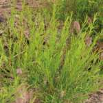 Efficacia antinfiammatoria e antiplacca dell’idrolato di Melaleuca alternifolia: studio clinico su pazienti portatori di apparecchio ortodontico fisso