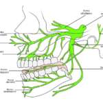 Il nervo trigemino e le correlazioni posturali