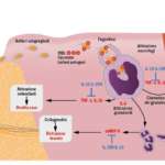 La Low Dose Medicine in odontoiatria