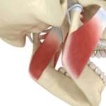 Occlusione: gestione, restauro, trattamento, terapia? Letteratura scientifica e linee guida ministeriali a confronto