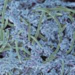 Un nuovo antimicrobico per il cavo orale