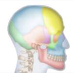 Disturbi dell’ATM e mialgia, diversi trattamenti a confronto disturbi dell'ATM