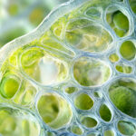 Materiali dentali innovativi: nuove prospettive dalla nanocellulosa Nanocellulosa