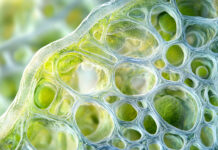 Materiali dentali innovativi: nuove prospettive dalla nanocellulosa Nanocellulosa