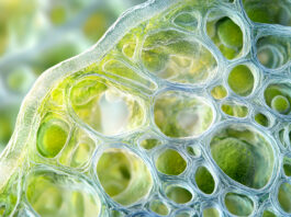 Materiali dentali innovativi: nuove prospettive dalla nanocellulosa Nanocellulosa