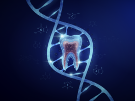 Rigenerazione dentale, il sogno diventa clinica Rigenerazione dentale