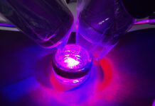 Autotrapianto dentale di canino superiore incluso e successiva riabilitazione implanto-protesica a 7 anni Autotrapianto dentale