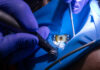 Antibiotici in endodonzia, un nuovo sistema di rilascio Antibiotici