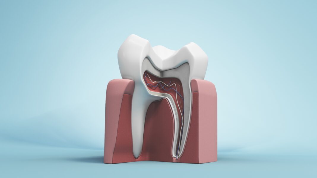 3d,Illustration,Features,A,Molar,Tooth,,Highlighting,Its,Enamel,And Resezione radicolare
