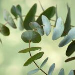 Eucalipto, una pianta destinata anche all’odontoiatria Eucalipto