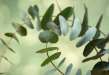 Eucalipto, una pianta destinata anche all’odontoiatria Eucalipto