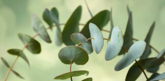 Eucalipto, una pianta destinata anche all’odontoiatria Eucalipto