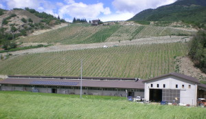 Azienda Agricola Dalbard Ermes Callisto, AO