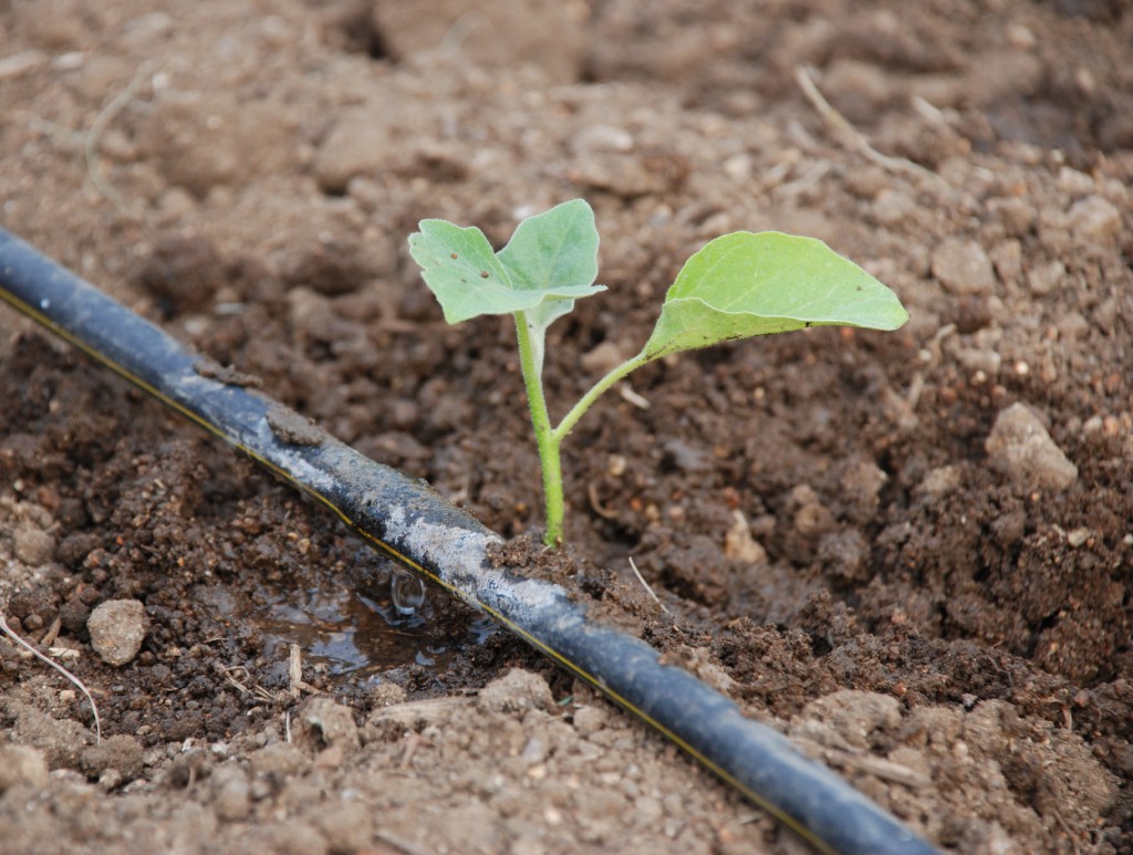 TERMINALI derivati dalle linee di un impianto di microirrigazione.