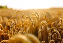 Giugno, che sei maturità dell’anno…