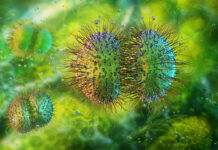 Neisseria meningitidis e polmonite in una adolescente vaccinata