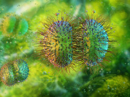 Neisseria meningitidis e polmonite in una adolescente vaccinata