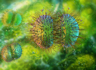 Neisseria meningitidis e polmonite in una adolescente vaccinata