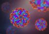 Trasmissione materno-fetale del virus Zika