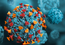 Infezione da Hantavirus