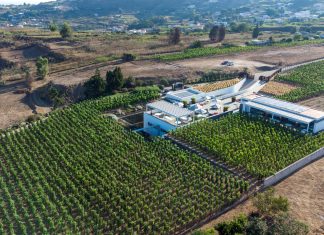 Tenuta di Castellaro: la cantina ipogea che imbottiglia l’anima di Lipari Tenuta di Castellaro