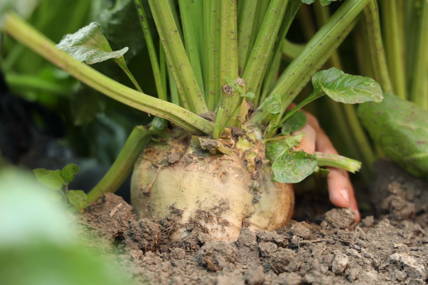 zucchero sostenibile